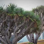 아파트 Sissi Boutique - The Terrace Between Ocean And Teide Santa Úrsula