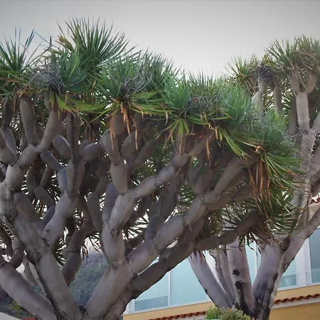 Apartment Sissi Boutique - The Terrace Between Ocean And Teide Santa Ursula (Tenerife)