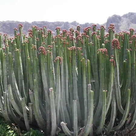 Apartment Sissi Boutique - The Terrace Between Ocean And Teide *