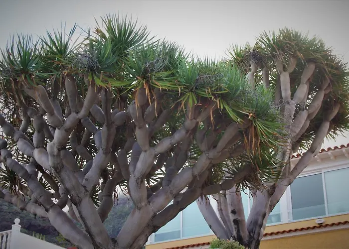 Lägenhet Sissi Boutique - The Terrace Between Ocean And Teide Santa Úrsula