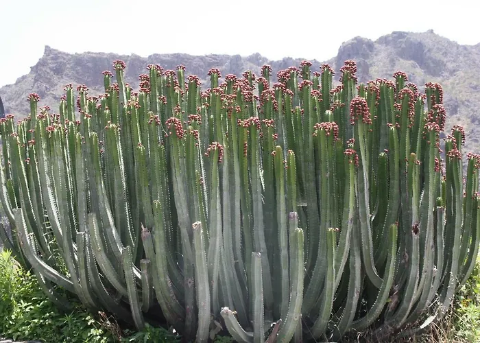 Appartement Sissi Boutique - The Terrace Between Ocean And Teide *
